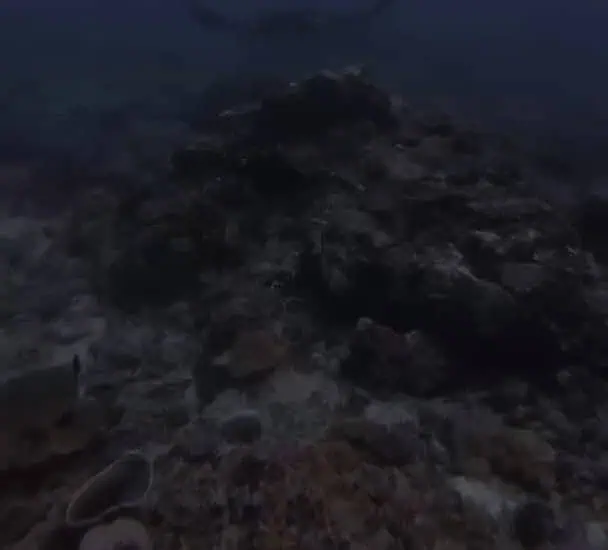 Scuba diver exploring vibrant coral reefs in Nusa Penida, Bali diving experience.