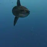 Great white shark swimming in clear blue waters of Nusa Penida.