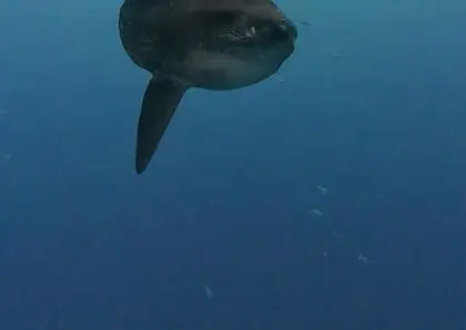 Great white shark swimming in clear blue waters of Nusa Penida.