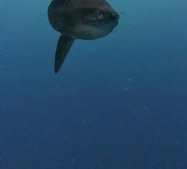 Great white shark swimming in clear blue waters of Nusa Penida.